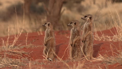 meerkats stand upright and scan the environment for danger from predators