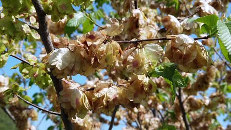 Ein-Sehr-Ungewöhnlicher,-Aber-Sehr-Schöner-Baum