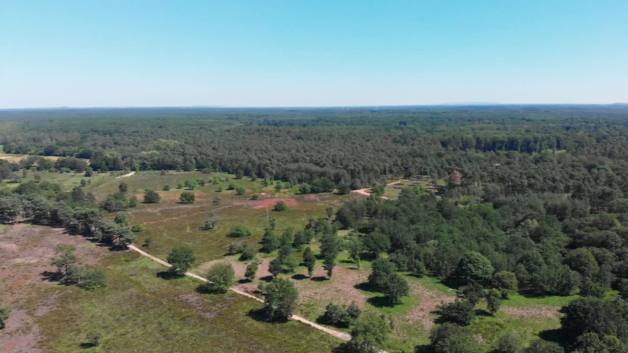 vista aérea sobre brezales soleados en de meinweg, países bajos