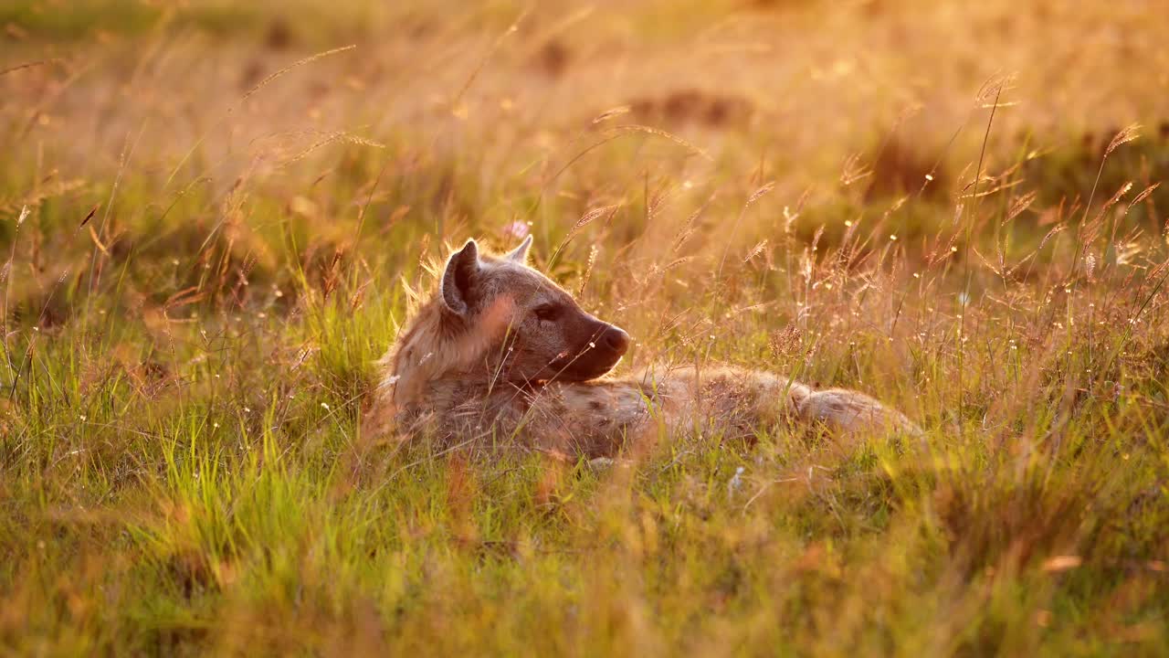 Slow Motion of Maasai Mara Hyena in Savanna Plains Golden Sunlight, Africa Wildlife Safari Animal Lying Down in Long Savannah Grasses in Beautiful African Morning, Kenya in Masai Mara Sunset