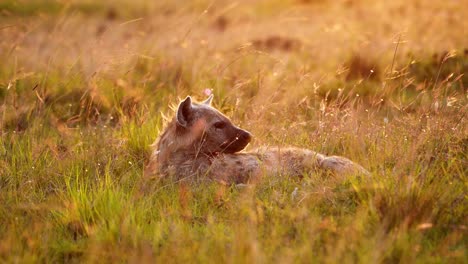 Cámara-Lenta-De-La-Hiena-Maasai-Mara-En-Las-Llanuras-De-Sabana-Luz-Dorada-Del-Sol,-Animal-De-Safari-De-Vida-Silvestre-De-áfrica-Acostado-En-Pastos-Largos-De-Sabana-En-La-Hermosa-Mañana-Africana,-Kenia-En-La-Puesta-De-Sol-De-Masai-Mara