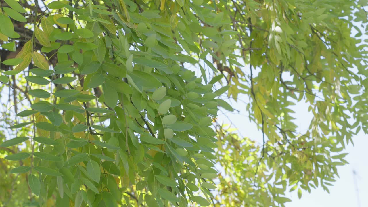 Close Up Big Tree With Small Green And Yellow Leaves Sunlight And Shadow