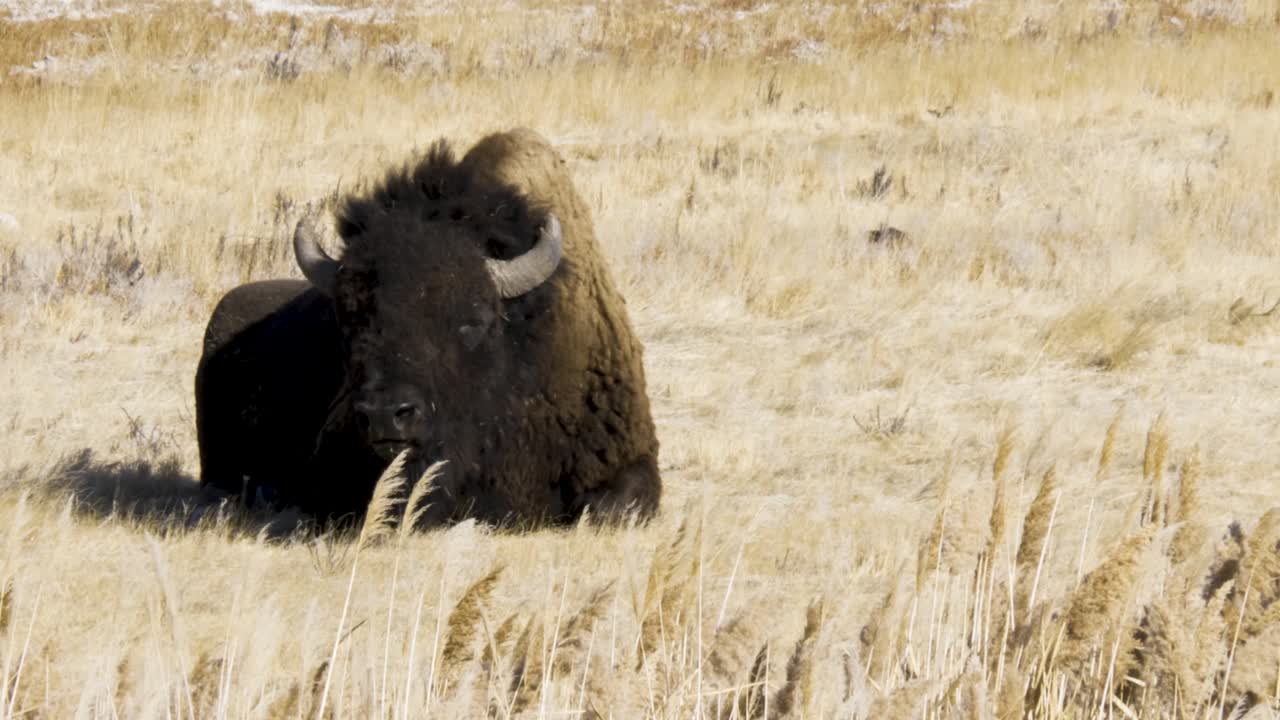 거대한 황소 버팔로 또는 아메리카 들소가 대초원 풀밭에서 휴식을 취하면서 되새김질을 합니다 - 가깝고 고립된