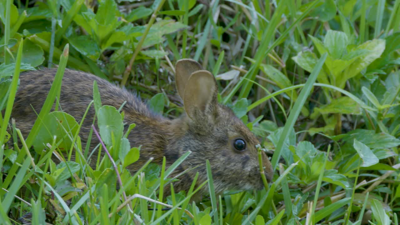 A wild rabbit hides motionless in tall grass, blending into its natural surroundings on a sunny day