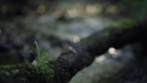 river flowing in slow motion under a mossy branch