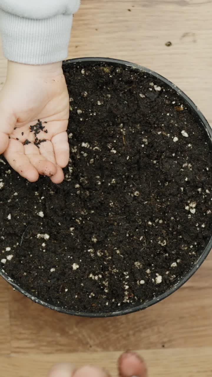 Vertical top down video of father pouring seeds into toddlers hand and pointing where to plant them. Family care and parenting. Hands close-up.