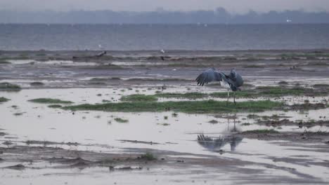 Large-Gray-Heron-Foraging-Over-Wetlands-In-Aberdare-National-Park,-Kenya,-East-Africa