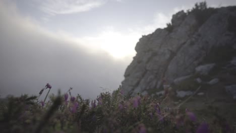 foggy atmosphere in beautiful meadow, flowers at the foreground, mountains at the background, traveling