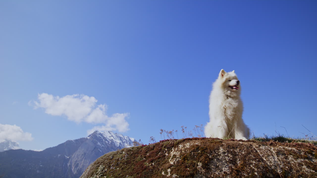 Samoyed and Shetland Sheepdog playing joyfully on a mountain field, surrounded by stunning alpine views and clear skies