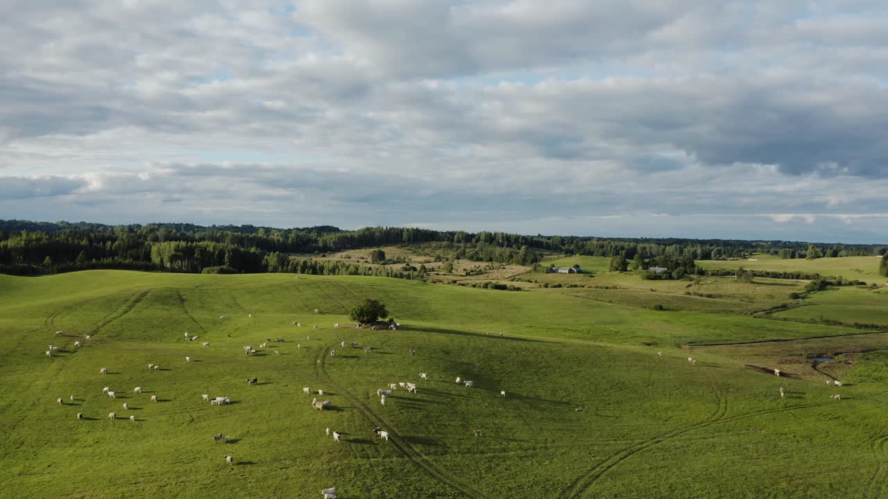 rebaño de vacas en una colina en un paisaje rural