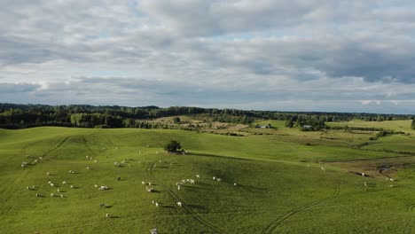 Cow-herd-on-a-hill-in-Countryside-Landscape