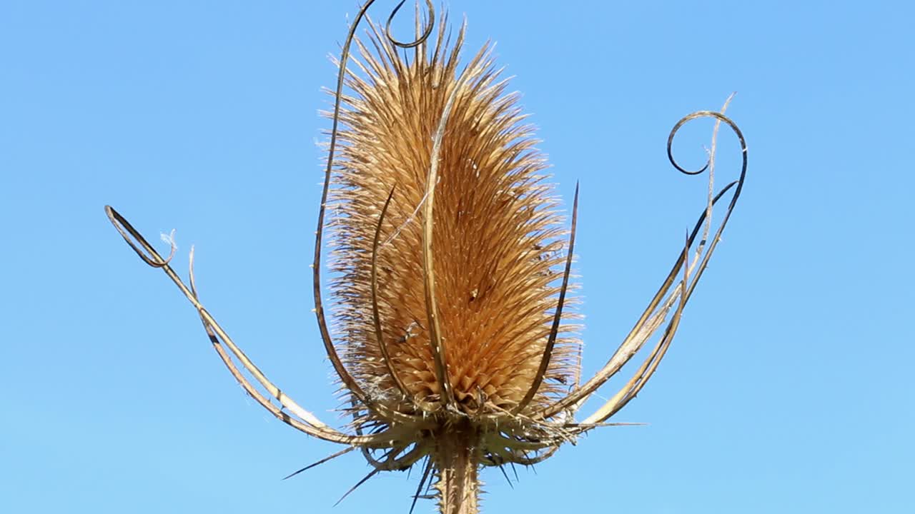 una cabeza de semilla de teasel, dipsacus fullonum, contra un cielo azul claro a finales del verano