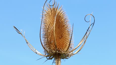 a teasel seed head, , dipsacus fullonum, against a clear blue sky in late summer