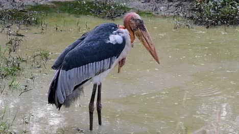 ayudante mayor, leptoptilos dubius, buriram, tailandia