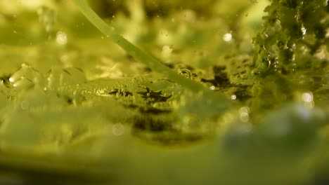 fondo de planta de botánica alienígena que rezuma con burbujas y movimiento de escombros 60fps