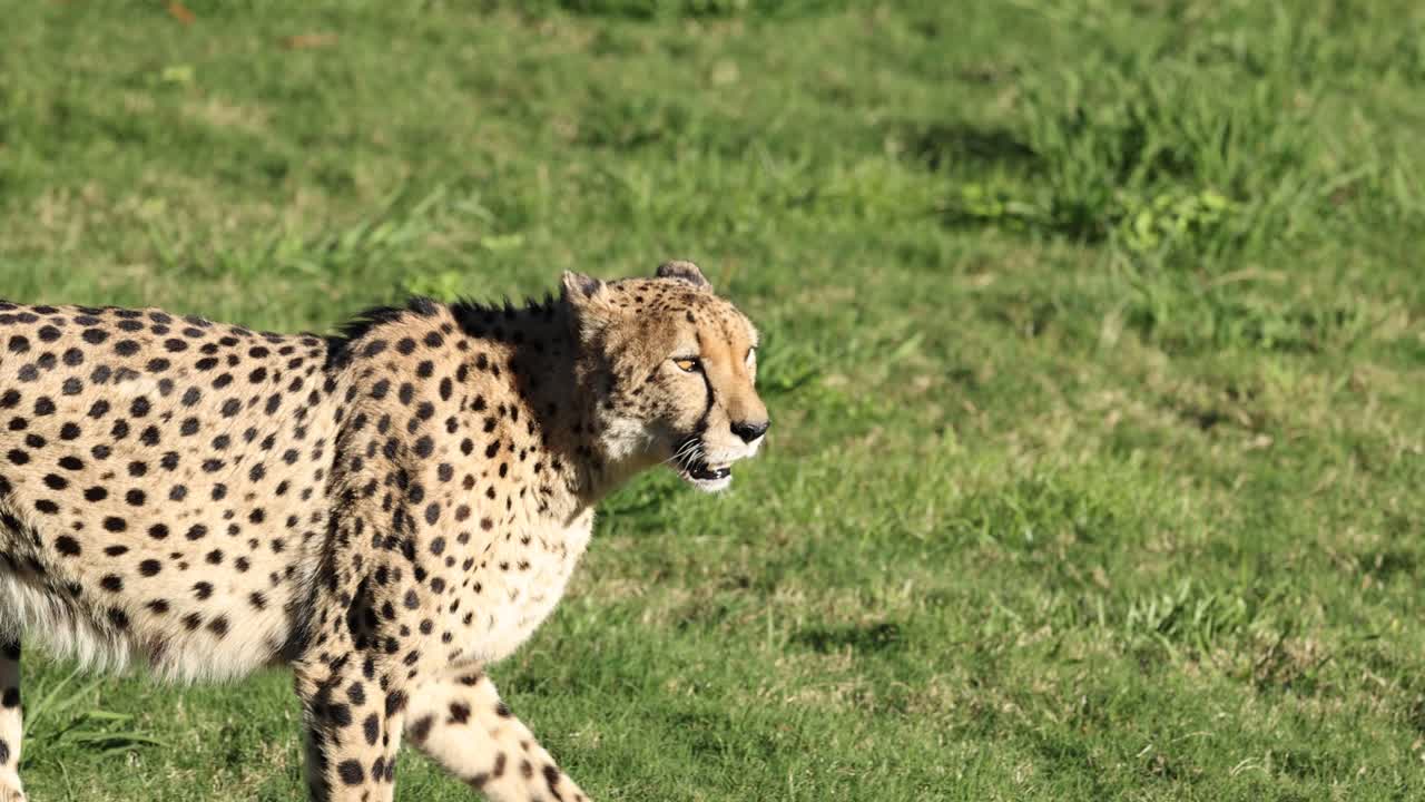 cheetah paseando por el área de hierba en el zoológico de australia