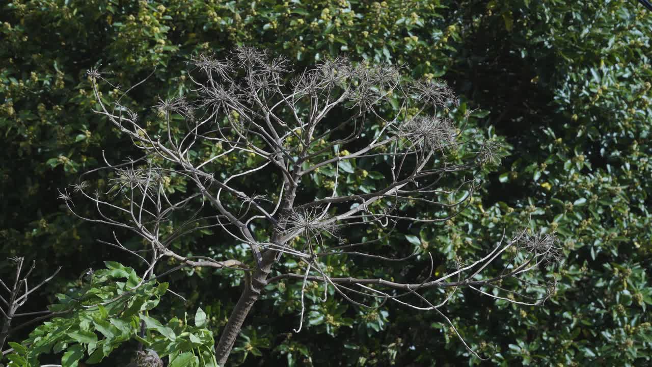 Dry Madeira Giant Black Parsley, Melanoselinum decipiens plant in São Vicente, Madeira island, Portugal