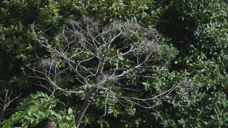 dry madeira giant black parsley, melanoselinum decipiens plant in são vicente, madeira island, portugal