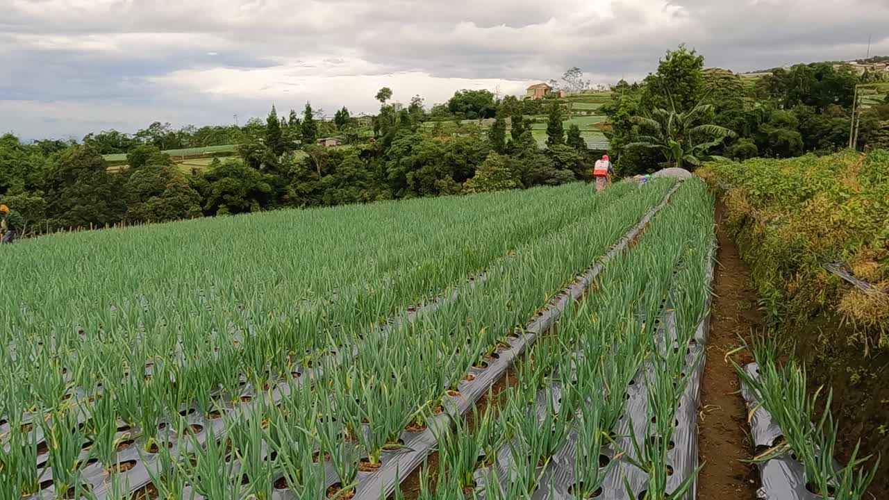 Indonesian farmers working in lonjang plantation, handheld view