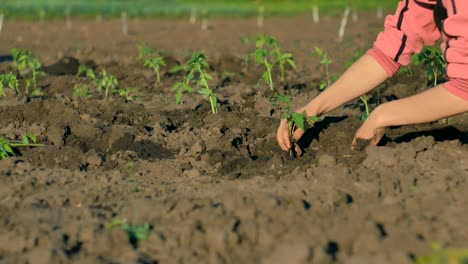 female hands plant in the ground young green shoots of tomatoes on a vegetable plantation.