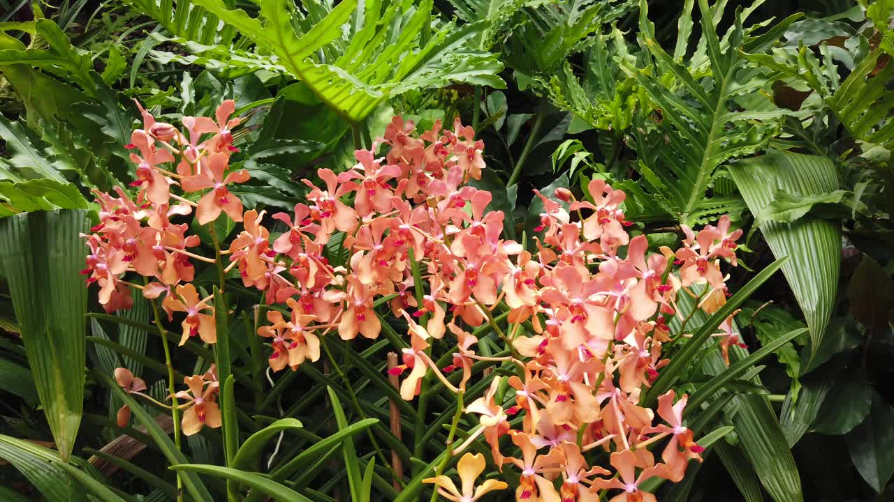 싱가포르 식물원에 있는 몬스테라로 둘러싸인 빨간색 노란색과 주황색 심비디움 난초 식물