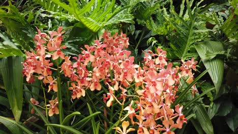 planta de orquídea cymbidium de color rojo amarillo y naranja rodeada de monstera en el jardín botánico de singapur