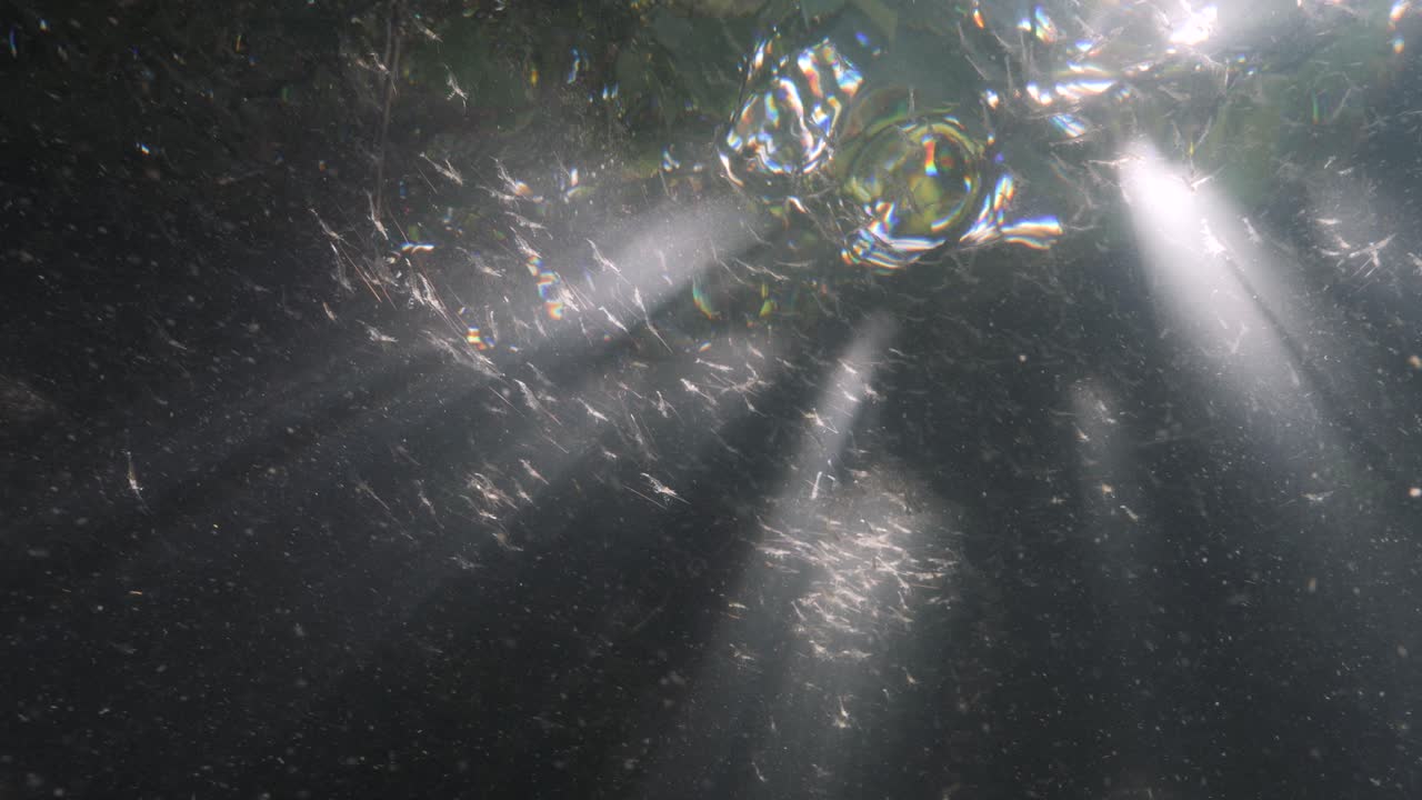 Sollyset flimrer gennem mangrovetræerne, mens en flok unge rejer søger beskyttelse, før de vender tilbage til havet for at gyde som voksne.