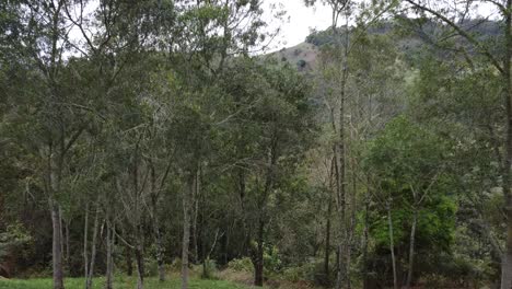 Drone-descending-a-slope-passing-close-by-several-trees