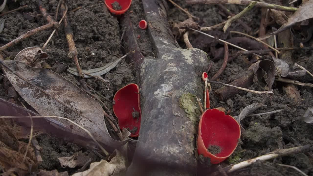Detailed close-up of red plastic fragments amid soil and dried leaves. Ideal for environmental, pollution, and awareness projects