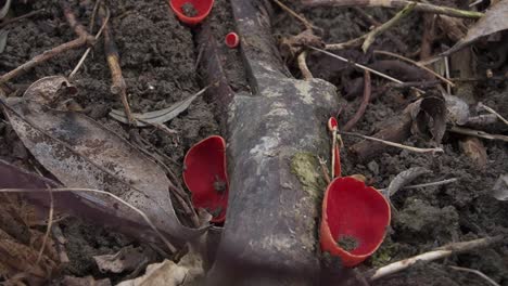 detailed close-up of red plastic fragments amid soil and dried leaves. ideal for environmental, pollution, and awareness projects
