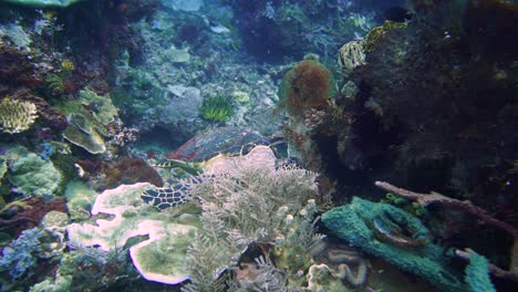 camera gliding towards a hawksbill turtle that are eating on the reef