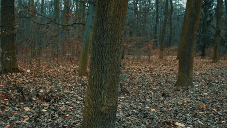 Oscuro-Bosque-Otoño-Frío-Mañana-Camino-Espeluznante-Estado-De-ánimo