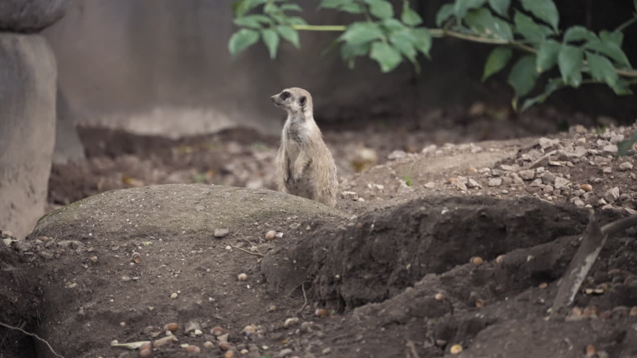 Surikata animal in jungle landscape, front view