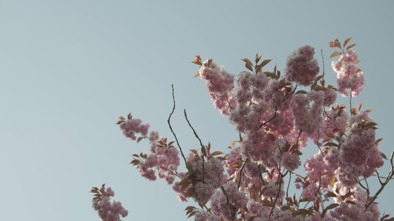 ramas de una flor de cerezo frente al cielo azul en un día soleado 4k 60fps