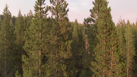 Slow-rise-and-pan-right-starting-at-midlevel-height-on-large-pine-trees-in-Truckee,-CA