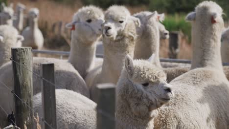 Calm-fluffy-group-of-alpacas-standing-together-behind-farm-fence