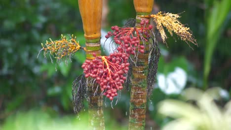 seed heads of rare palm trees in the tropical rain