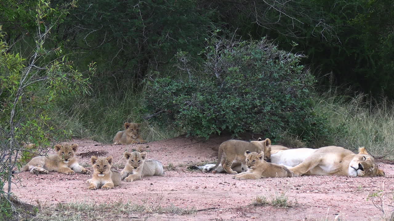 leeuwin en welpen in de wildernis van de afrikaanse savanne