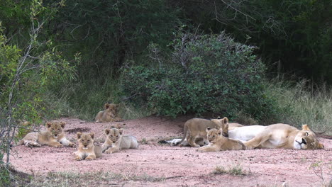 Leona-Y-Cachorros-En-El-Desierto-De-La-Sabana-Africana