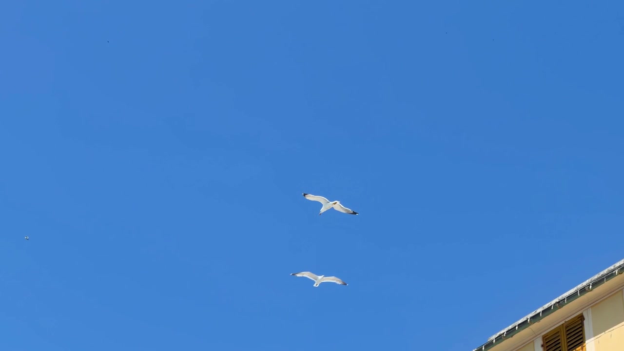 A white seagull glides across a clear blue sky past vibrant Mediterranean building facades.