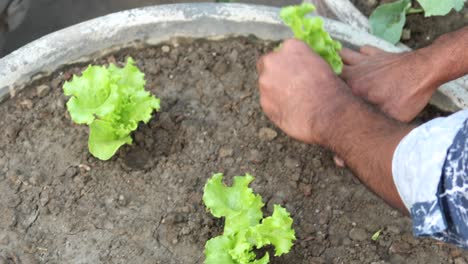 plantando hojas de lechuga en un jardín ,