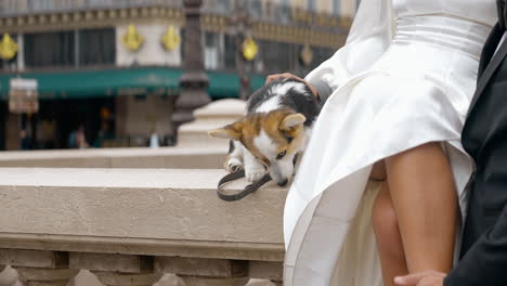 adorable corgi puppy at a parisian wedding