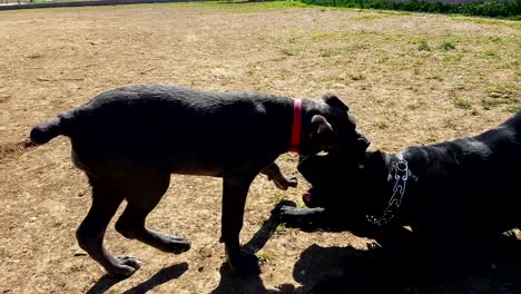 mother cane corso dog and her baby playing at a park.