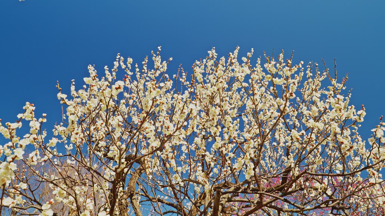 Una ripresa verticale in tilt-down che parte da vivaci fiori di prugno bianchi contro un cielo azzurro, rivelando le potenti radici muschiose e il tronco nodoso in un giardino Zen.