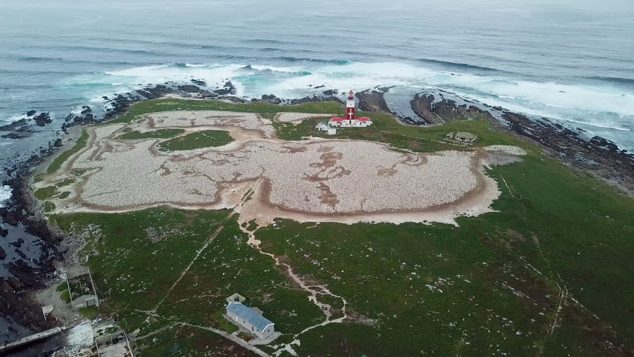 una foto aérea de las miles de aves marinas de la colonia de gannet del cabo en la isla de los pájaros en la bahía de algoa, sudáfrica