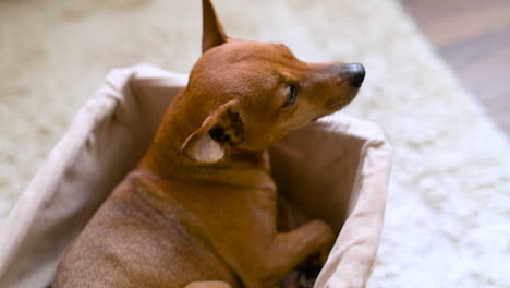 vista superior de un pequeño perro marrón sentado y relajado en una cesta de mimbre