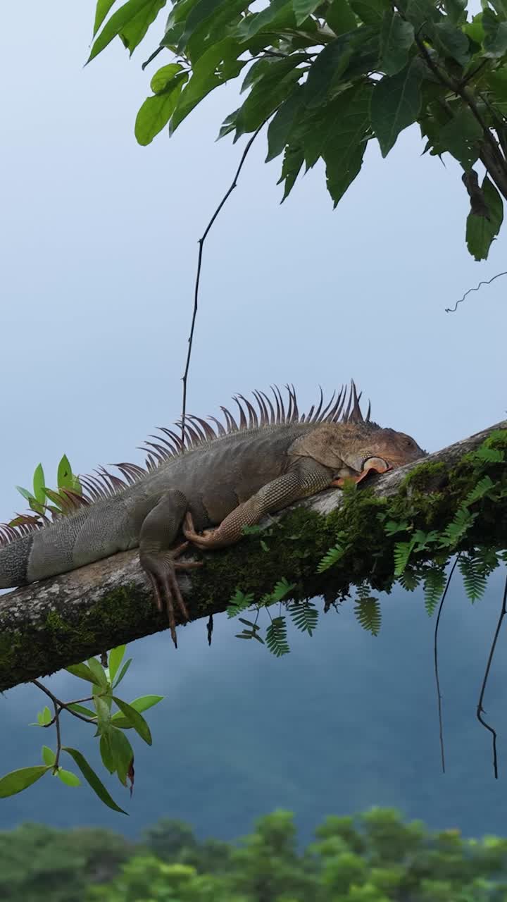 L'iguana che si riposa su un ramo d'albero