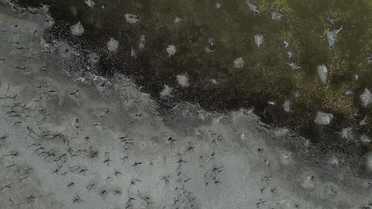 A flight over the shores of Lake Taarbin in western Australia shows the salinization