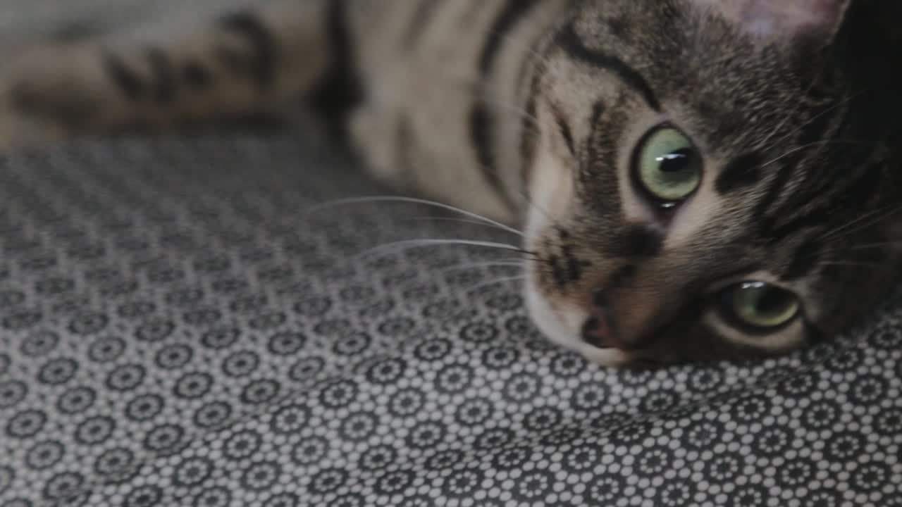 Gatto domestico che riposa sul letto - Primo piano.