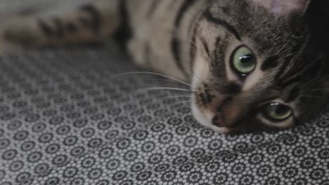 domestic cat resting on the bed - closeup shot